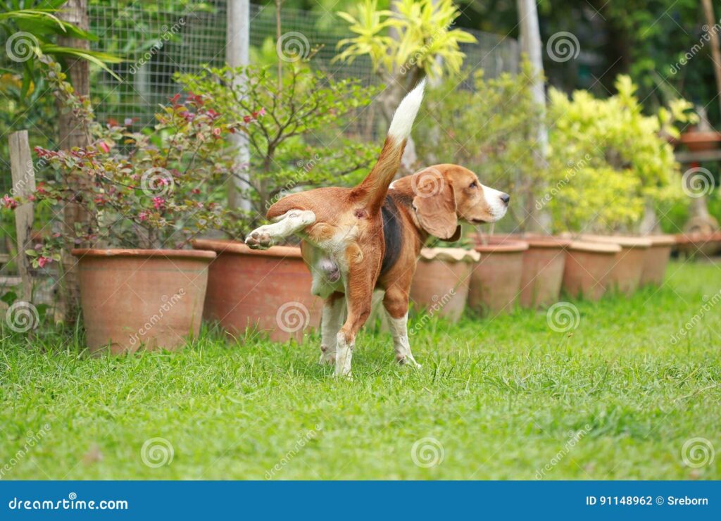 Cómo evitar que los perros entren en tus camas de jardín