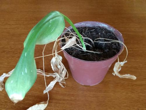 Cómo evitar que mi cala se marchite y recuperarla