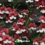 Cómo evitar que mi nemesia se marchite Aprende a salvarla