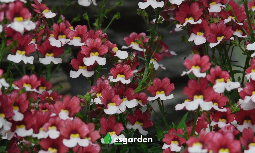 Cómo evitar que mi nemesia se marchite Aprende a salvarla