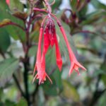 Cómo evitar y tratar el óxido en las plantas de fucsias