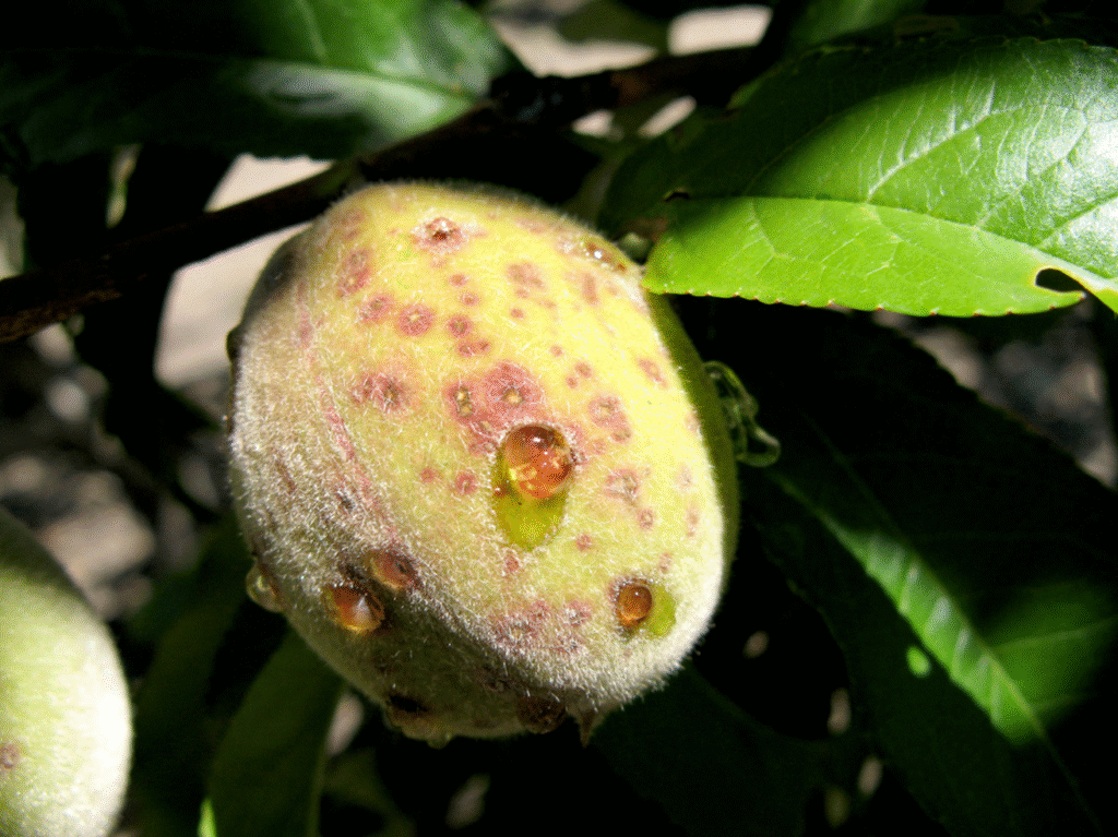 Cómo evitar y tratar la herrumbre en duraznos del jardín