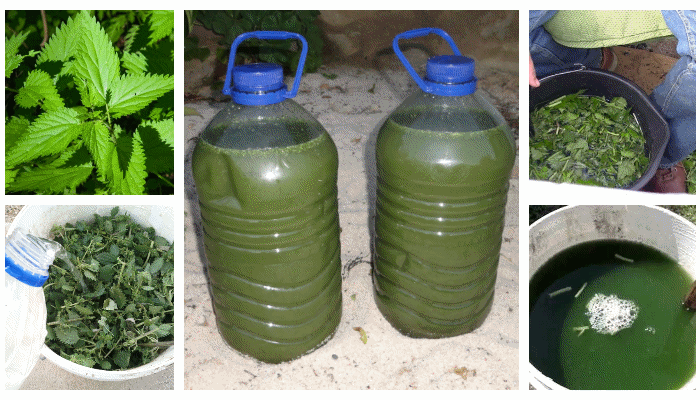 Cómo fabricar y usar estiércol de ortiga como fertilizante