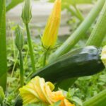 Cómo favorecer la floración en una planta de calabaza