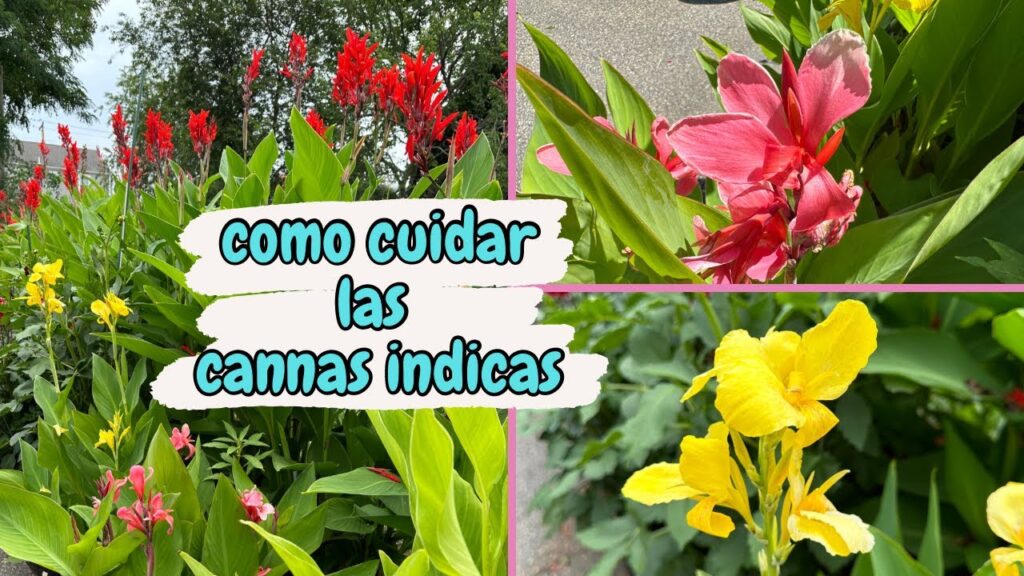 Cómo fertilizar adecuadamente una Canna Lily