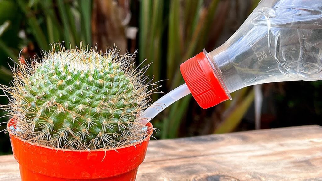 Cómo fertilizar cactus y suculentas de manera adecuada