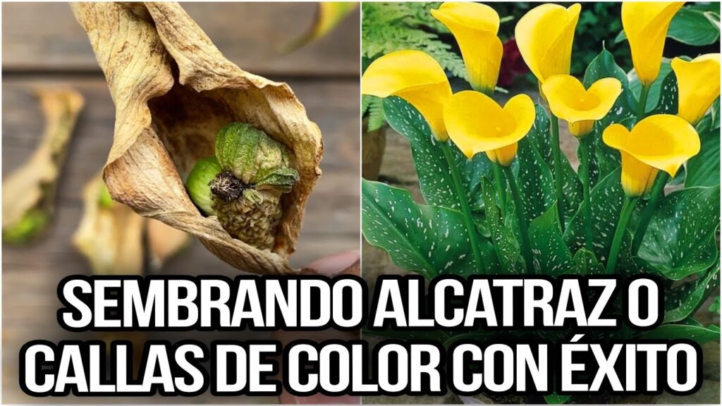 Cómo fertilizar de manera efectiva plantas de cala