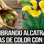 Cómo fertilizar de manera efectiva plantas de cala