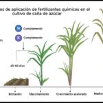 Cómo fertilizar la caña de azúcar de forma efectiva