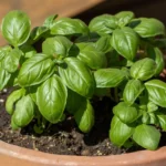 Cómo fertilizar las plantas de albahaca correctamente