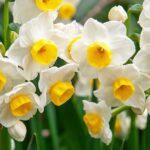Cómo fertilizar las plantas de narcisos de forma adecuada
