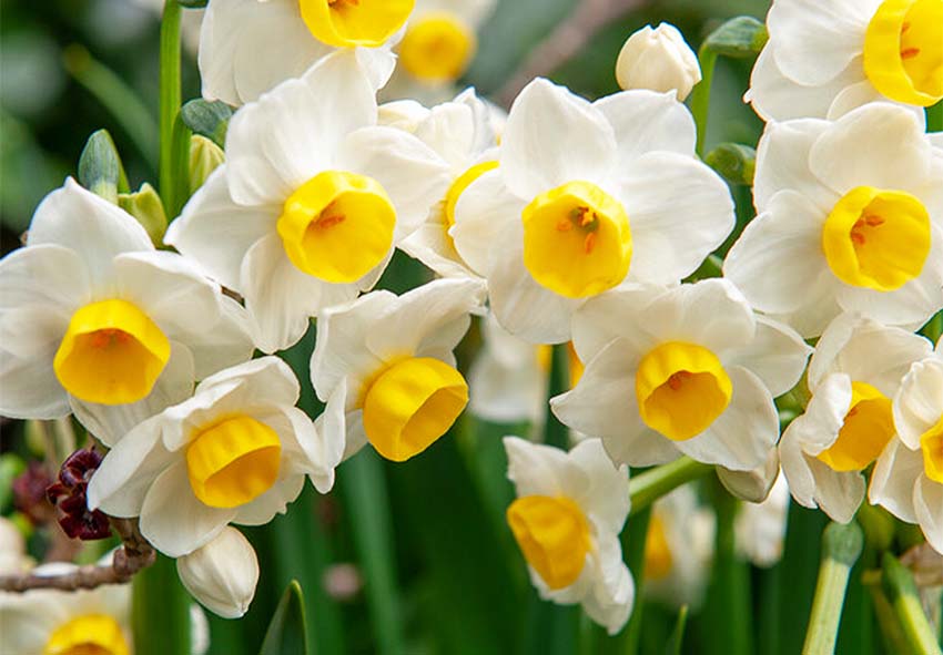 Cómo fertilizar las plantas de narcisos de forma adecuada