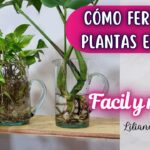 Cómo fertilizar plantas acuáticas correctamente