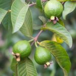 Cómo fertilizar un árbol de guayaba correctamente