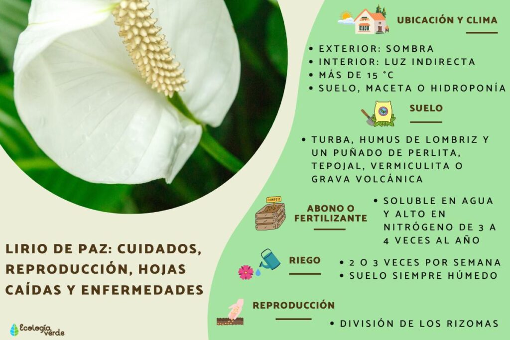 Cómo fertilizar y alimentar a los Lirios de la Paz