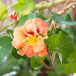 Cómo fomentar la floración de los nasturtiums