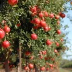 Cómo fomentar la producción de frutos en un árbol de granada