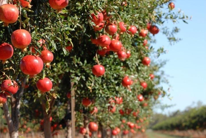 Cómo fomentar la producción de frutos en un árbol de granada