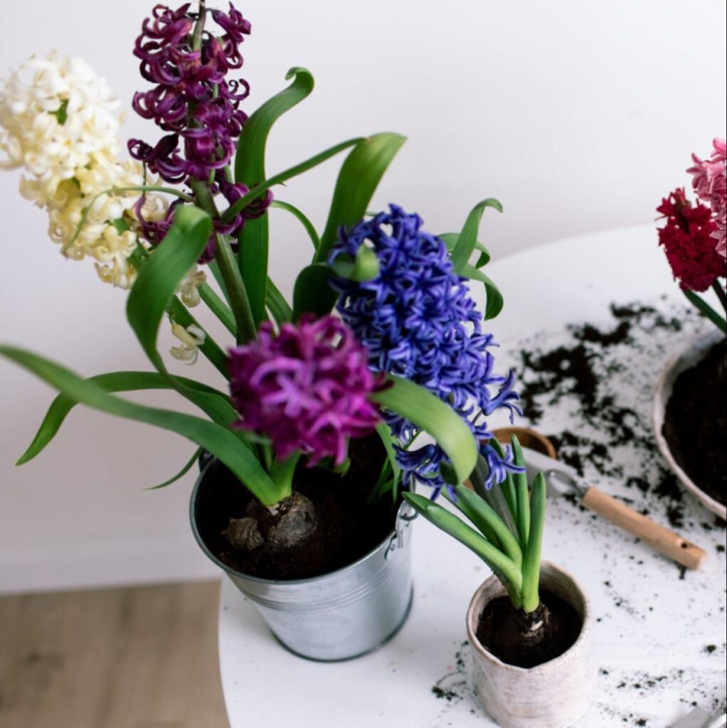 Cómo forzar bulbos de flores en agua de forma efectiva