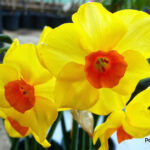Cómo forzar la floración de narcisos en interiores