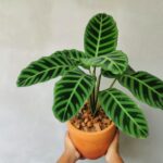 Cómo garantizar el bienestar de la Zebra Calathea dentro de casa