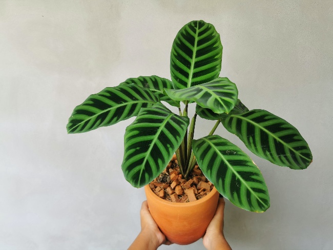 Cómo garantizar el bienestar de la Zebra Calathea dentro de casa