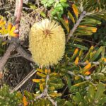 Cómo garantizar el éxito al cultivar plantas de Banksia