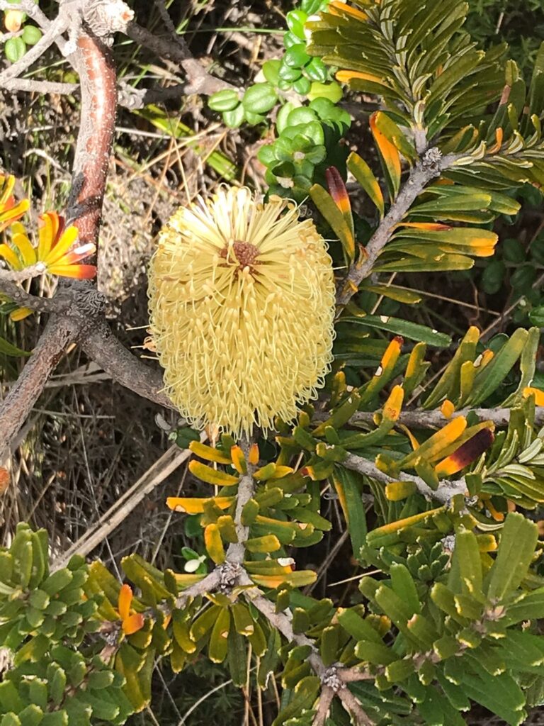 Cómo garantizar el éxito al cultivar plantas de Banksia