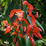 Cómo garantizar el éxito en el cultivo del árbol Amherstia