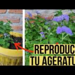 Cómo germinar semillas de ageratum y cultivar la planta