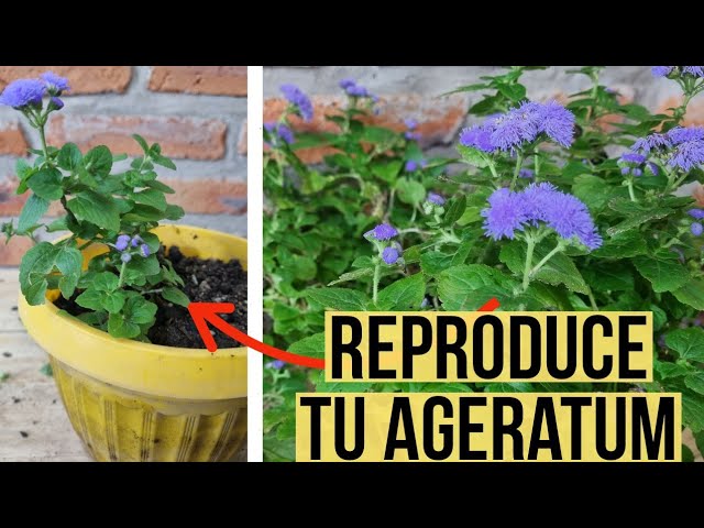 Cómo germinar semillas de ageratum y cultivar la planta