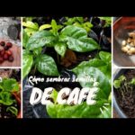 Cómo germinar semillas de café en espacios interiores