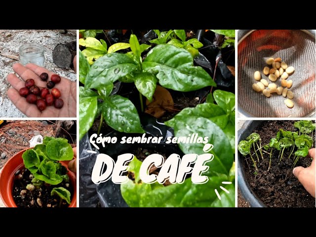 Cómo germinar semillas de café en espacios interiores