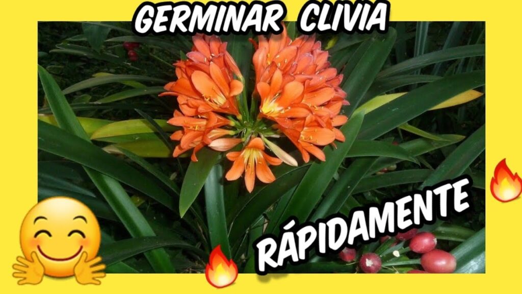 Cómo germinar semillas de Clivia de manera exitosa