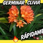 Cómo germinar semillas de Clivia de manera exitosa