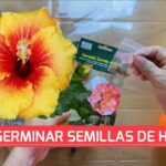 Cómo germinar semillas de hibisco de forma adecuada