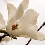 Cómo germinar semillas de magnolia para cultivar un árbol