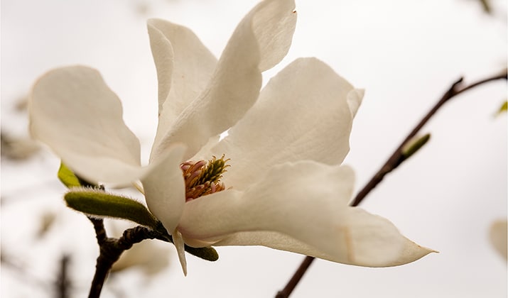 Cómo germinar semillas de magnolia para cultivar un árbol