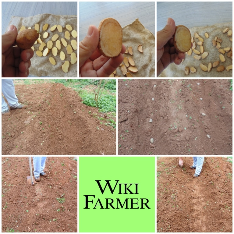 Cómo germinar semillas de patatas de forma casera