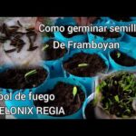 Cómo germinar y cultivar un árbol de dogwood desde semillas