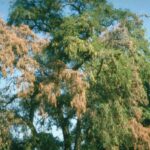 Cómo gestionar árboles de humo con Verticillium Wilt