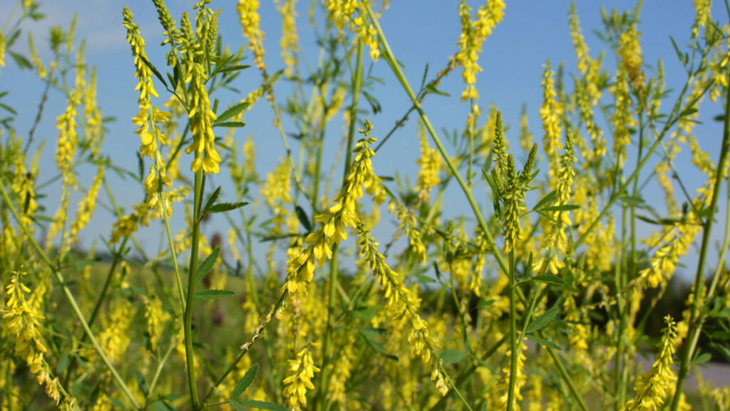 Cómo gestionar y controlar el Meliloto Amarillo en tu jardín