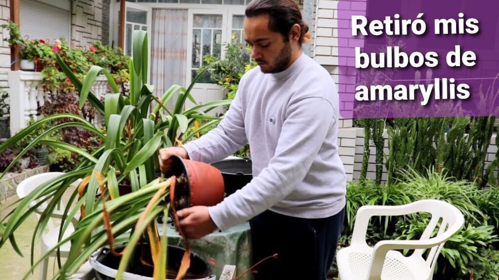 Cómo guardar bulbos de amaryllis durante el invierno