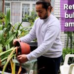 Cómo guardar bulbos de amaryllis durante el invierno