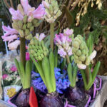 Cómo guardar rizomas de iris durante el invierno en casa
