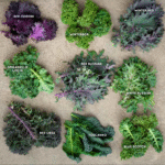 Cómo guardar semillas de kale en tu huerto orgánico