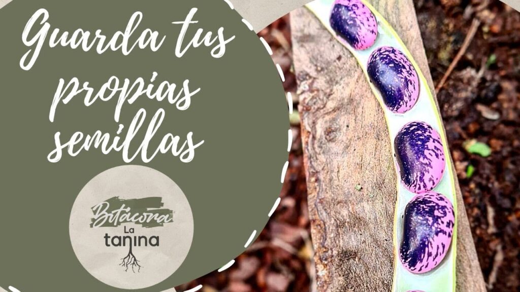 Cómo guardar semillas de okra para plantar más adelante