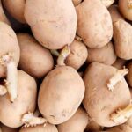 Cómo guardar semillas de papas para plantar al año siguiente