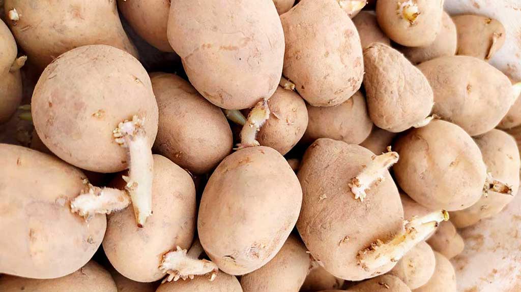 Cómo guardar semillas de papas para plantar al año siguiente