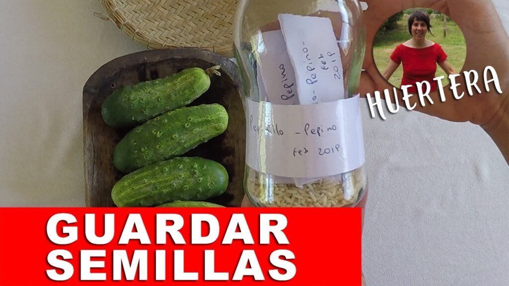 Cómo guardar semillas de sandía correctamente